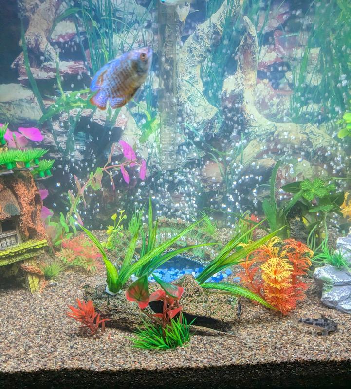 If it can be seen, there is standard blue gravel behind the log creating a "pond" for size reference