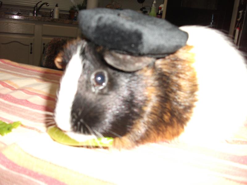 Peanut pretending to be French!