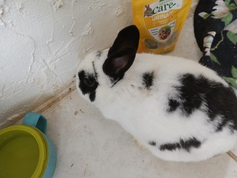 Domino says"what's this"