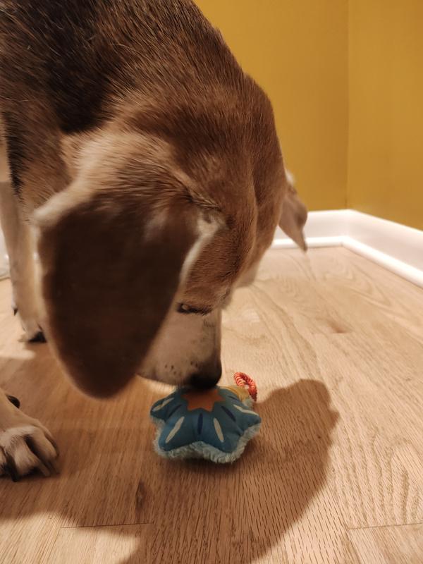 Beagle sniffing a dradle squeaky toy