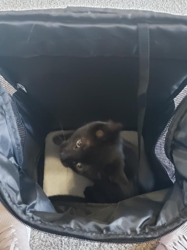 PETAMI Premium Backpack Dog & Cat Carrier, Royal Blue - Chewy.com