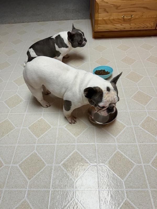 Both dogs did not hesitate to dive into the food.  We did a slow transition from their old food so that their tummies were not upset.