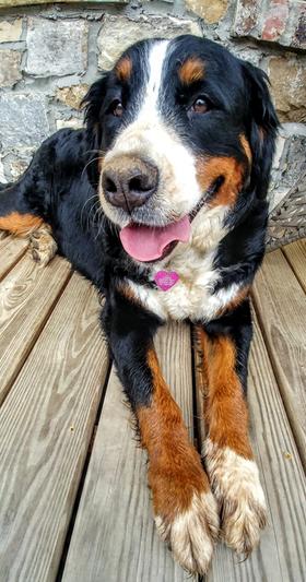 Andra baby, best dog in the world