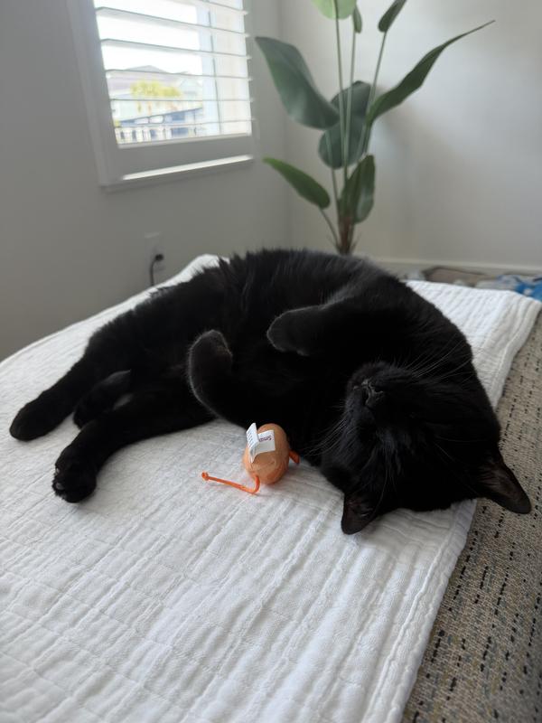 The mouse is always nearby… they’ve been inseparable for a week.