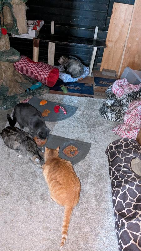 That's the 'Cat-Room' in my garage n that possum came in for a week n left now!came