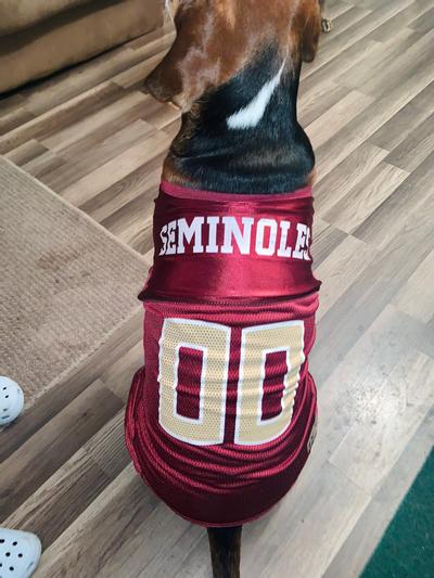 Dog store alabama jersey