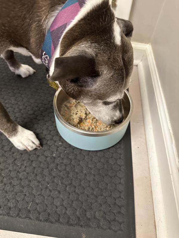 Scout enjoying the food!