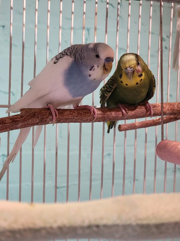 I only have videos of Frankie with her toy but here is a photo of Frankie (Greenie) with her Little Husband, QT (Bluey)!