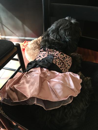 Sweet little Annabelle in her tutu.