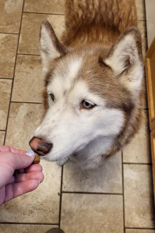 Gyro my questioning guy loved it