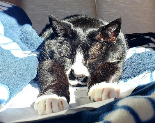 Super kitty after these great treats!