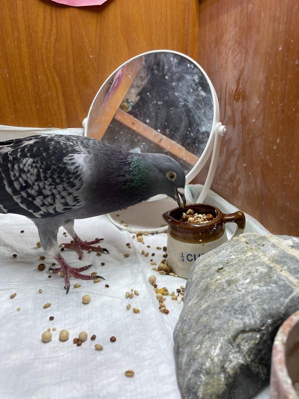 Chowing down
