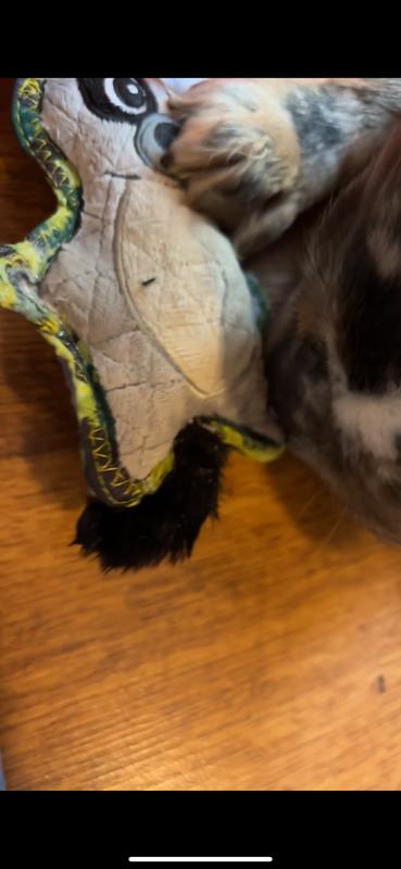 This is a screenshot from a video of him lightly playing with it