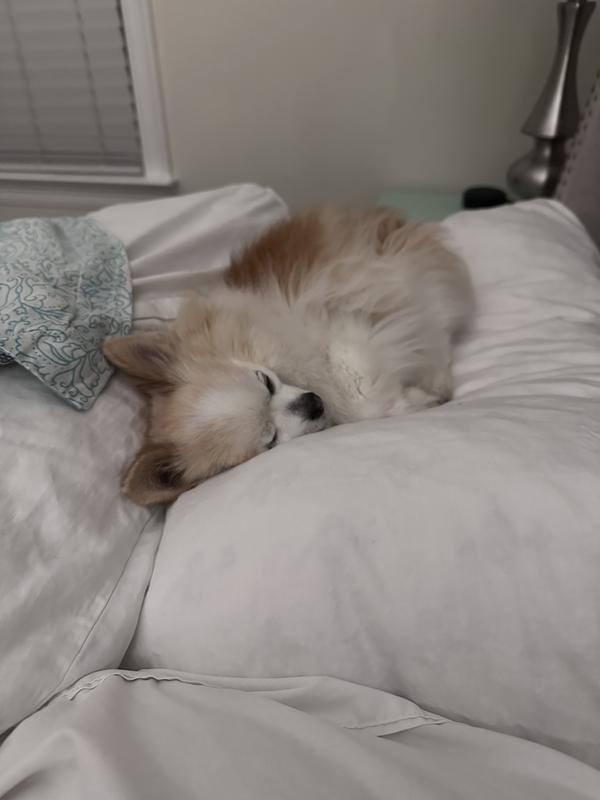 My 15 year old chi doing well on his fluids.