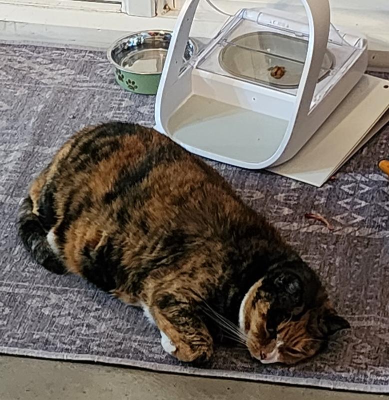 SUREFEED Microchip Small Dog & Cat Feeder, 1 count