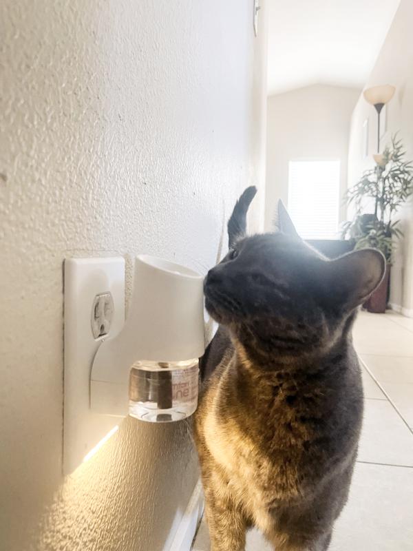 COMFORT ZONE MultiCat Calming Diffuser Home Kit for Cats, 3 Diffusers