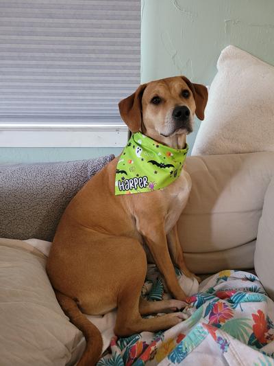 Harper looking cute in her bandana