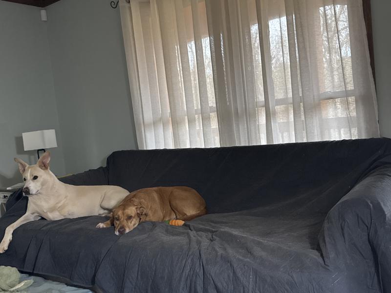 Required two to cover oversize sofa, but sewed together easy enough.