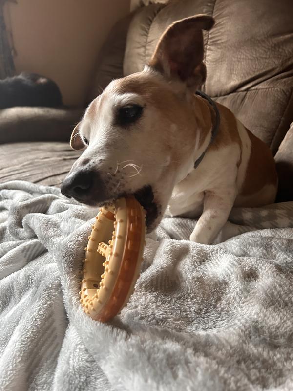 Enjoying my chew toy