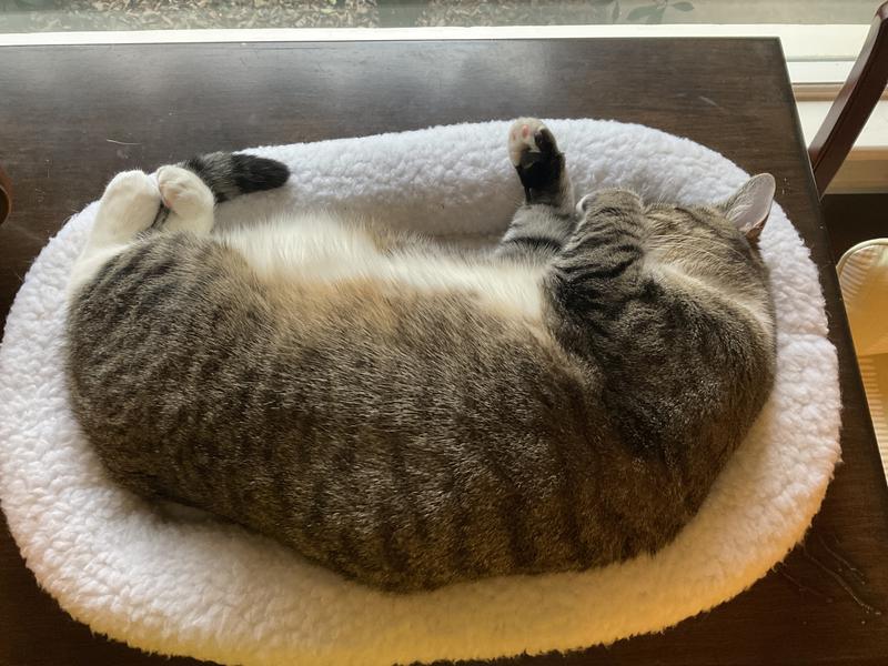 Contented Farmina-Fed Kitty