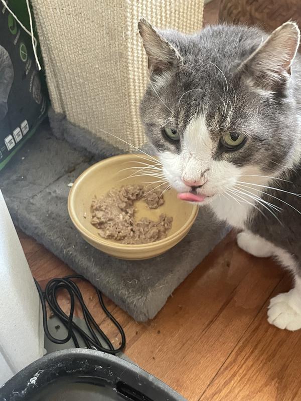 My one cat who did like the food, but he would always regurgitate it.