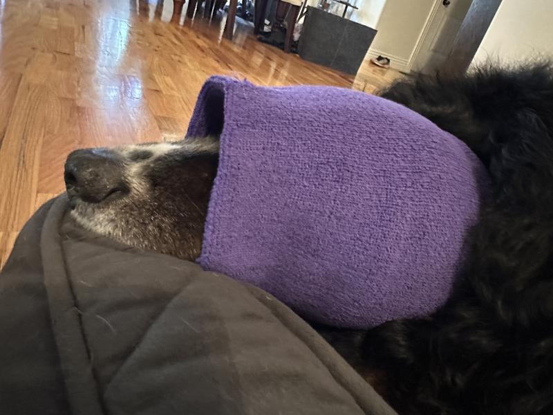 HAPPY HOODIE Thunder Grooming Fireworks Calming Band for Dogs & Cats ...