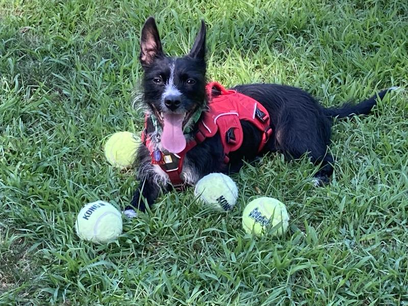 Kai loves Kong Tennis Balls!!
