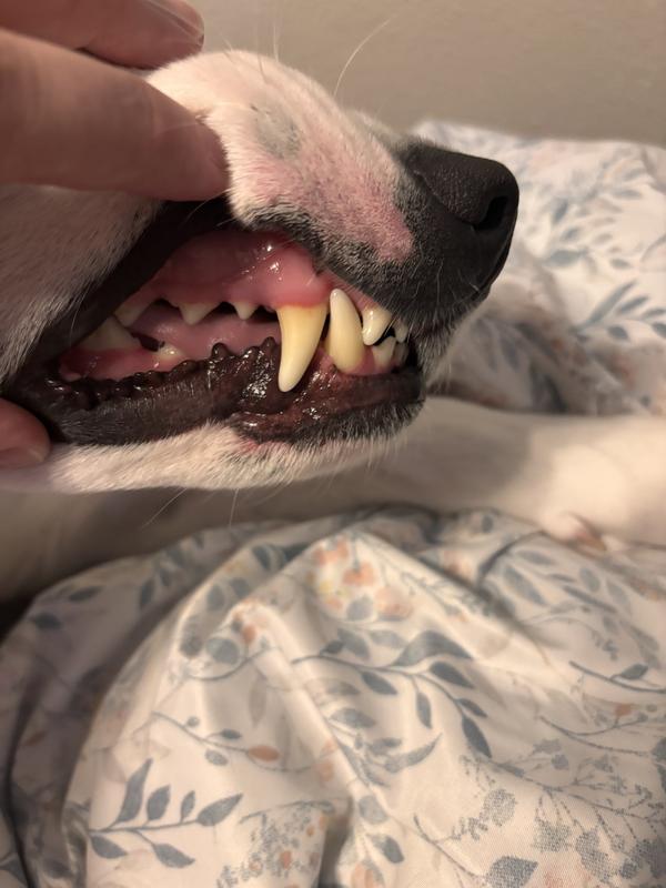 4 year old male mixed breed