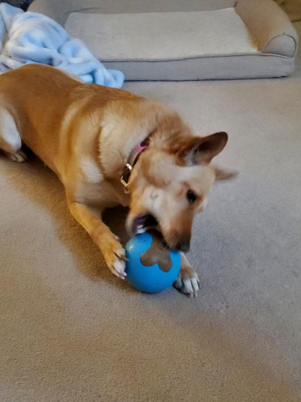 Chewing on the ball!
