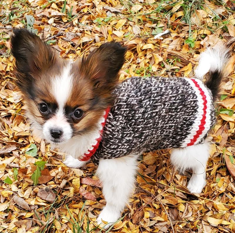 Discontinued CHILLY DOG Boyfriend Dog & Cat Sweater, XSmall