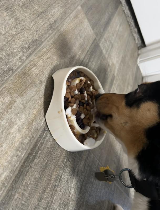 Mabel eating dry food with toppings (coconut oil, blue berries, pumpkin, etc.)