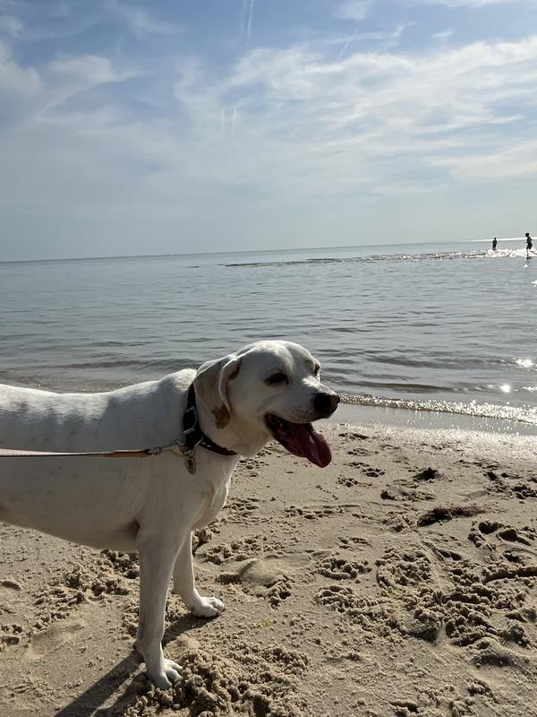 My dog at the beach wearing this collar