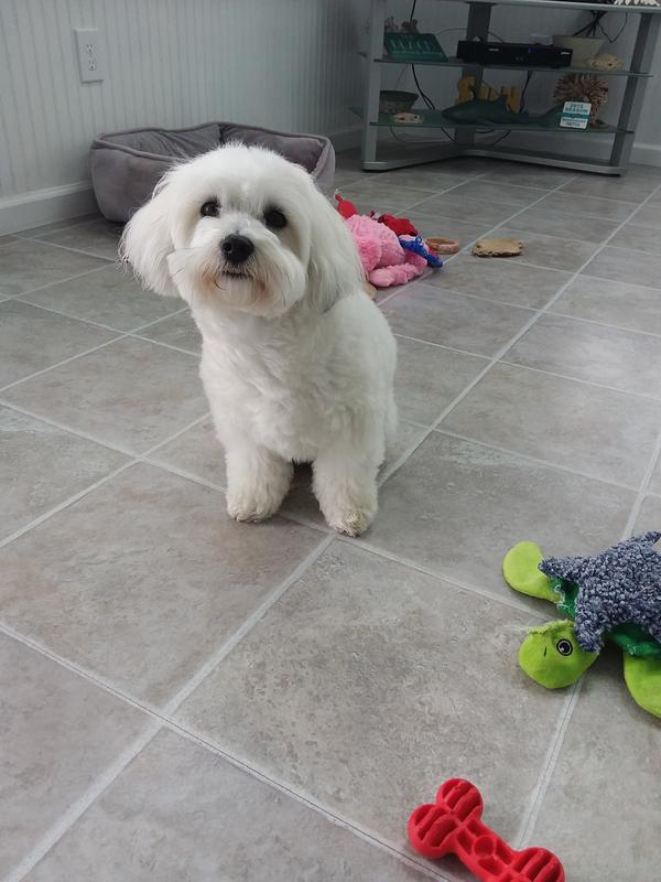 This is annie the coton de tulear