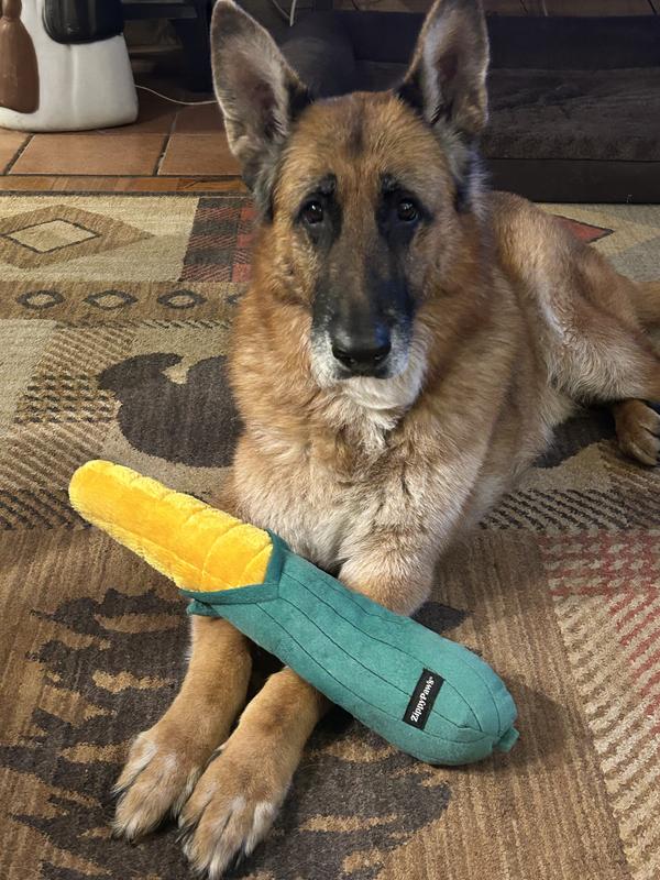 Murphy and his new toy!