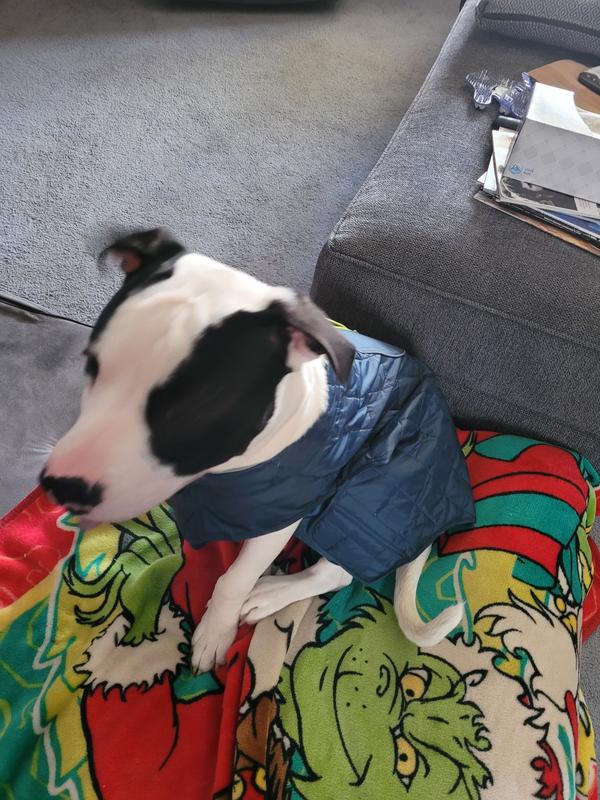My pup Odin with his jacket on