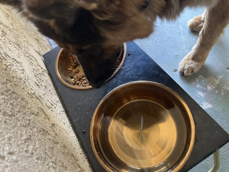 Example of her drinking from the bowl.