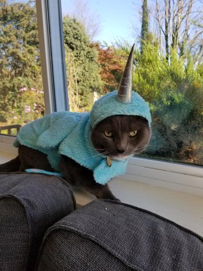 FRISCO Narwhal Dog & Cat Costume reviews 