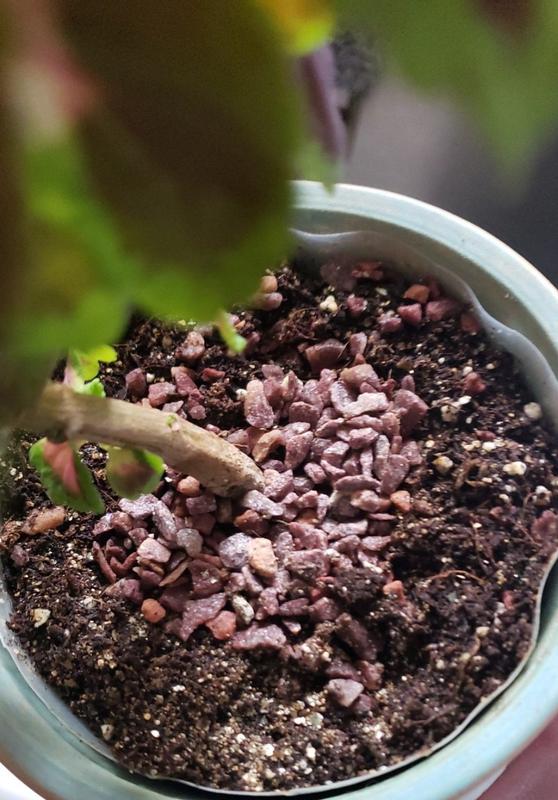 You can mix with your soil and also add on top.