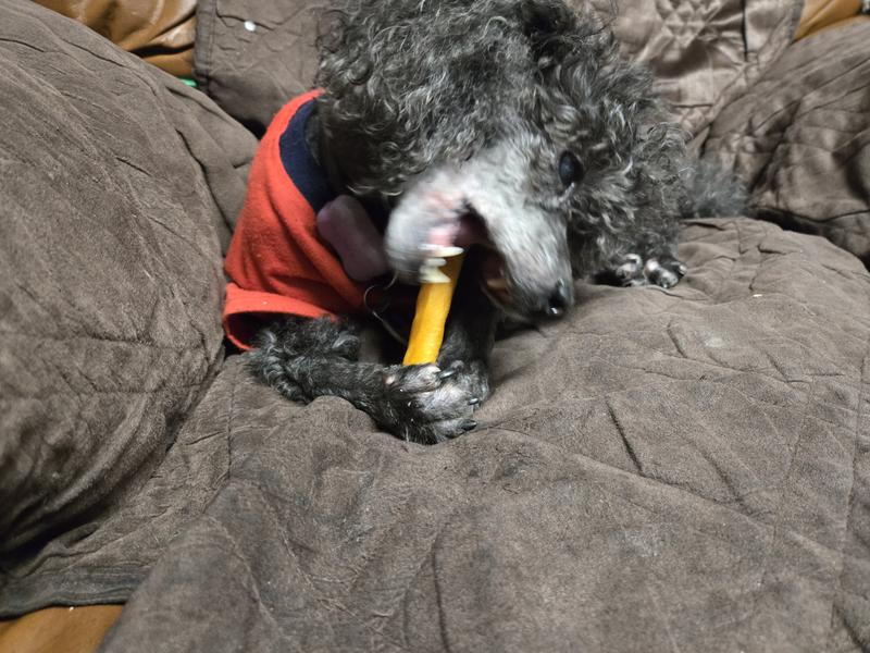 Mac (mini poodle) chewing on a pork skin stick