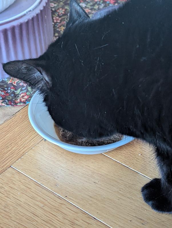 She was so into her food, she didn't even notice I was nearby, snapping pics -- that's VERY rare.