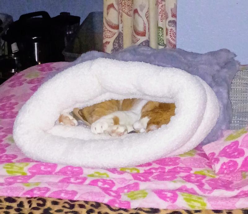 She's inside, sleeping.