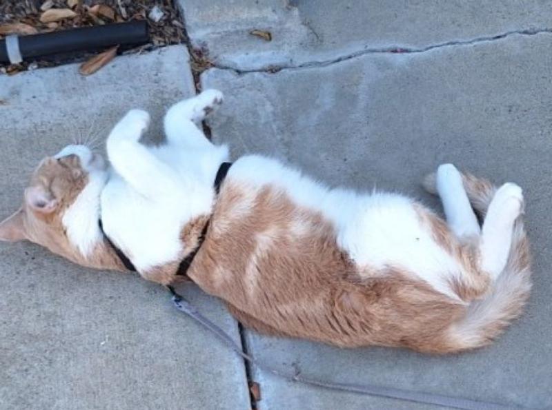 Likes his harness