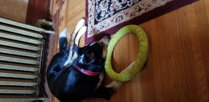 Dog Ring Toy: dog training toy & training ring – Petspy ring for dog –  PetSpy