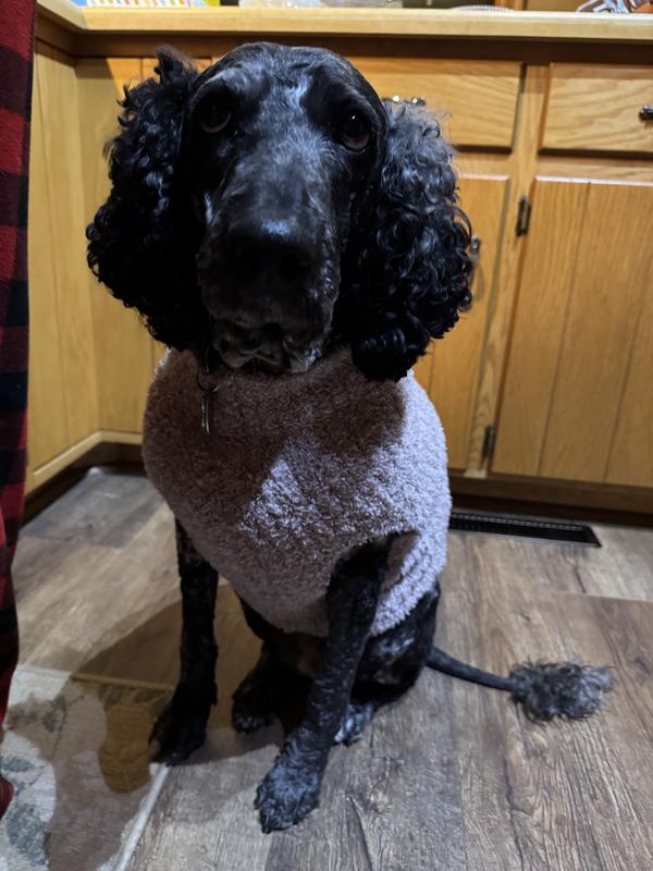 Happy dog and her soft beautiful sweater