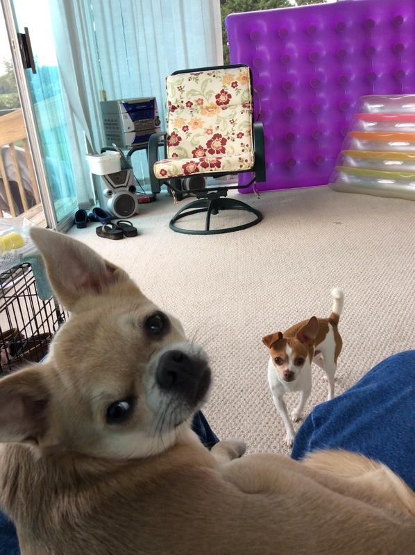 He’s the little one, brown & white.