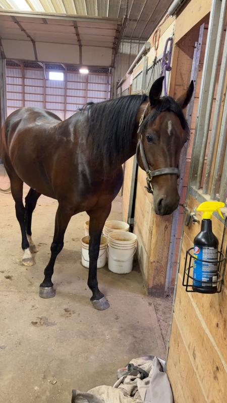 Healthy, shiny coat