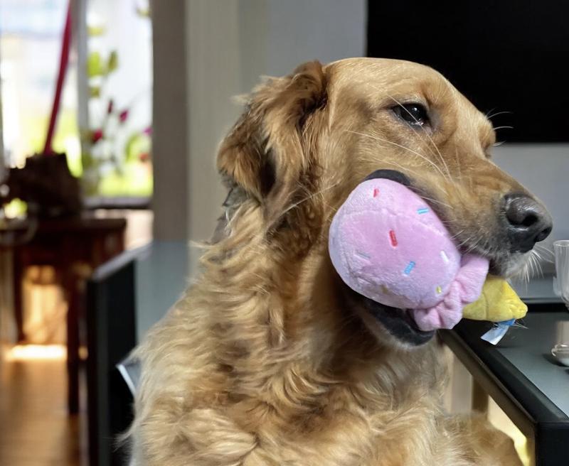 Maggie enjoying her toy