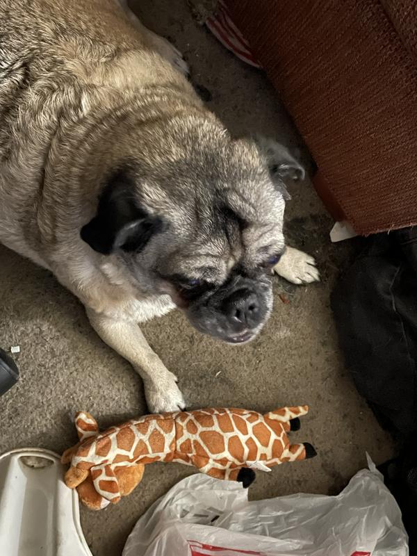 Tiggy’s New Favorite Toy.