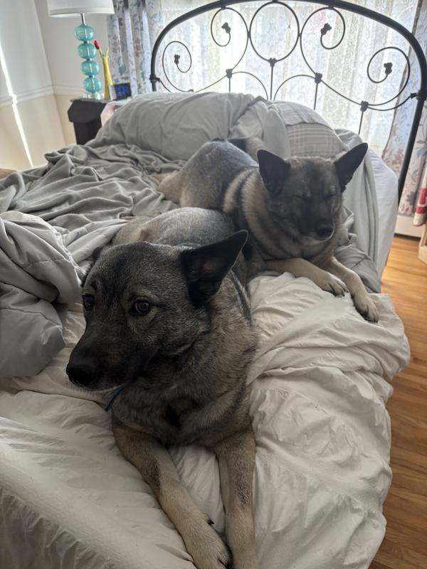 My fur babies