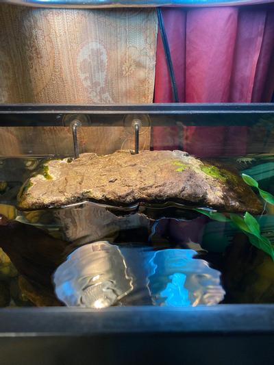 basking area under uvb and heat bulbs